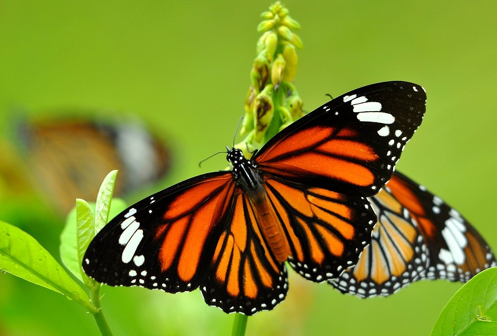 Quais São os Predadores da Borboleta e Seus Inimigos Naturais?