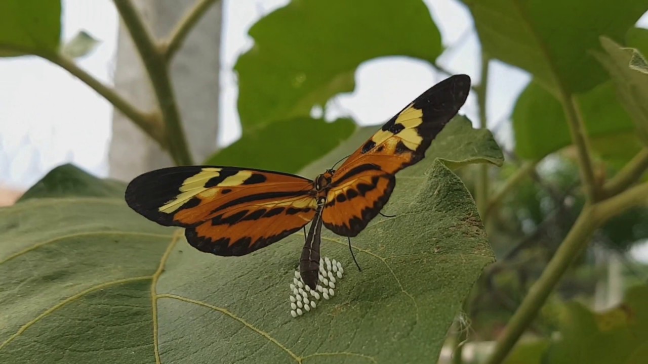 Borboleta Adulta 