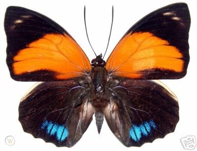 Borboleta Agrias 