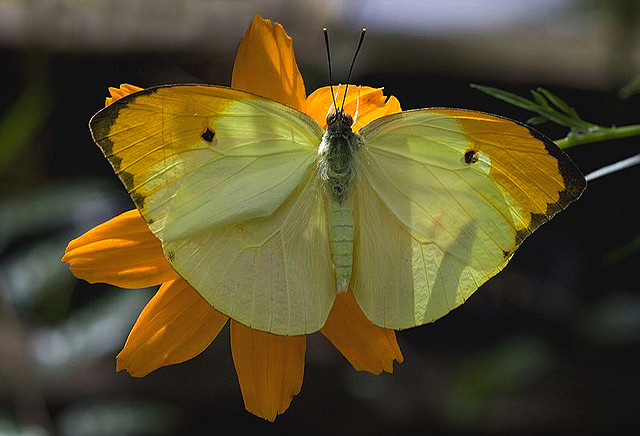 Borboleta Anteos Menippe: Características, Habitat e Fotos