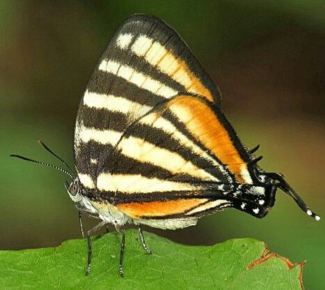 Borboleta Arawacus: Características, Nome Cientifico e Fotos