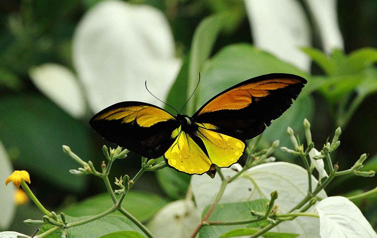 Borboleta Asa de Pássaro 