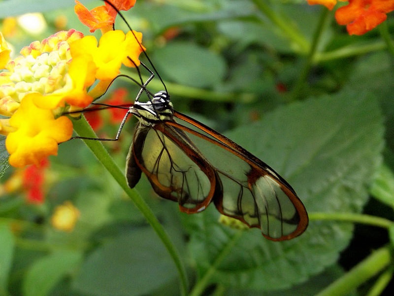 Borboleta Asas de Cristal na Flor 