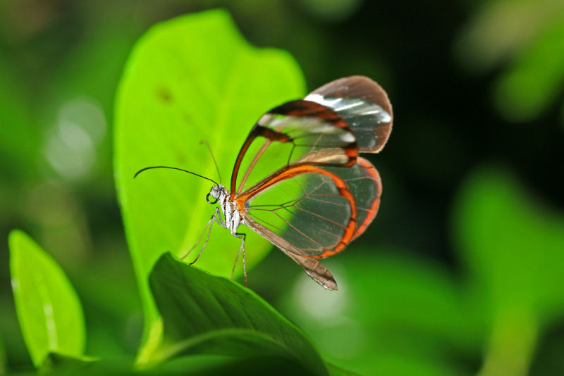 Borboleta Asas de Cristal na Folha 