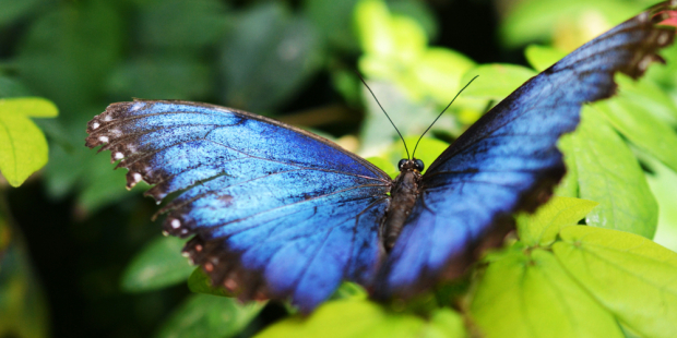 Borboleta Azul