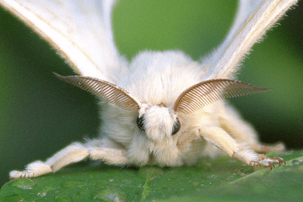 Borboleta Bicho da Seda Tasar: Caracteristicas, Habitat e Fotos