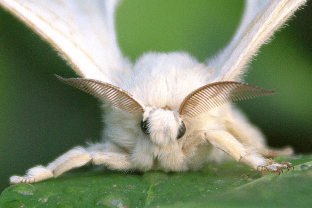 Borboleta Bicho da Seda Tasar