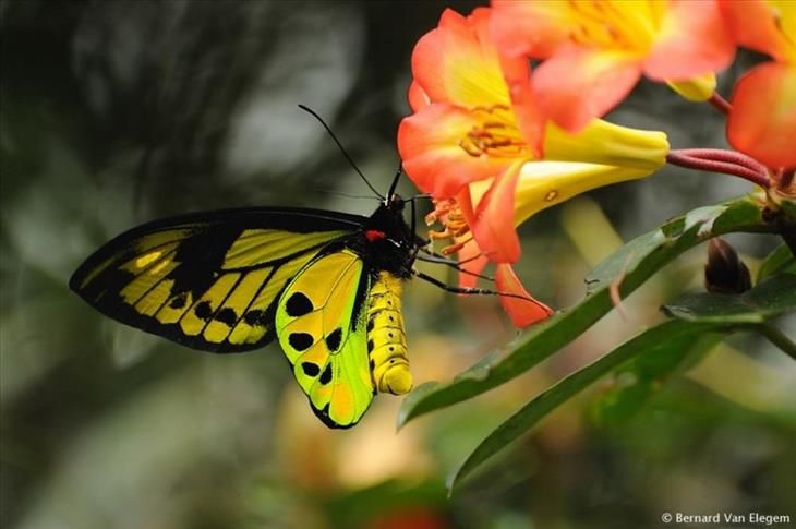 Borboleta Birdwing 