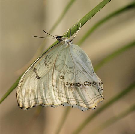 Borboleta Branca da Madeira na Folha