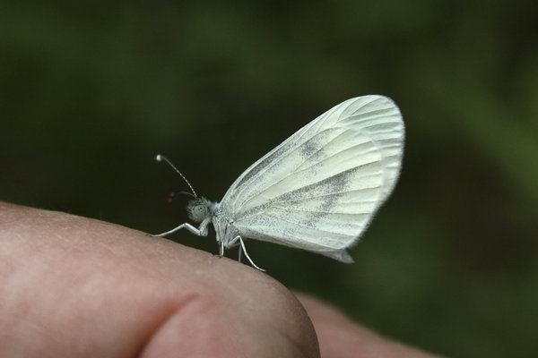 Borboleta Branca da Madeira 