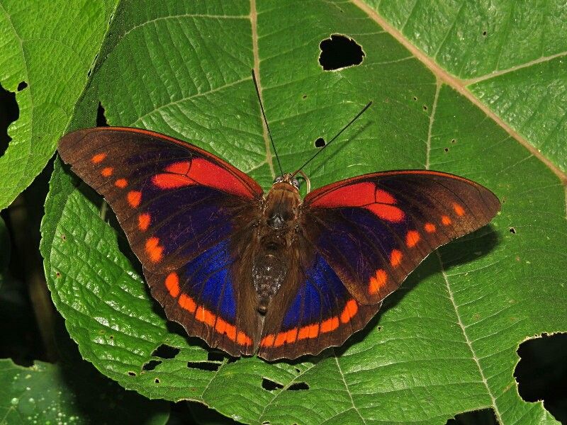 Borboleta Buckeyana