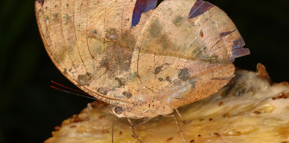 Borboleta Camuflada 