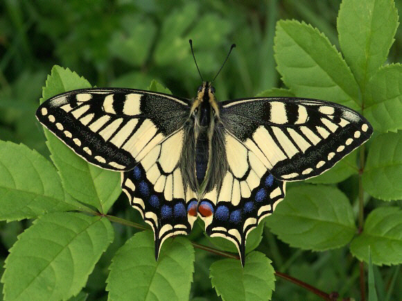 Borboleta Cauda-de-Andorinha