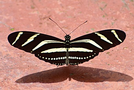 Borboleta Com Asas Abertas 