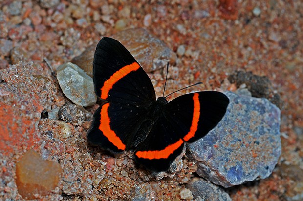 Borboleta Com as Asas Abertas