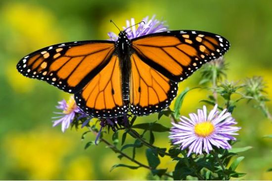 Borboleta Danaus: Características, Nome Científico e Fotos