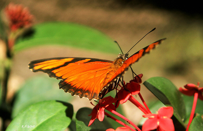 Borboleta Flambeau: Características, Nome Cientifico e Fotos