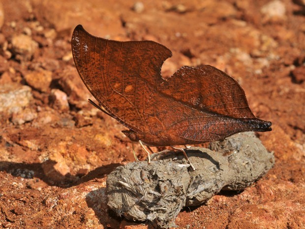 Borboleta Folha