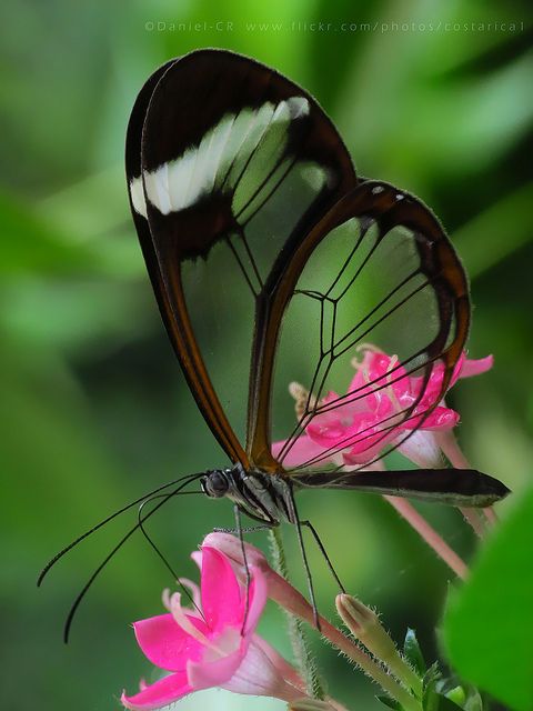 Borboleta Glasswinged