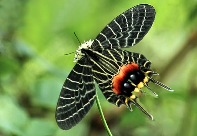 Borboleta Glória do Butão