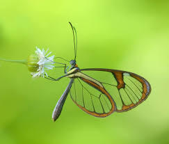 Borboleta Greta Oto Voando com Flor