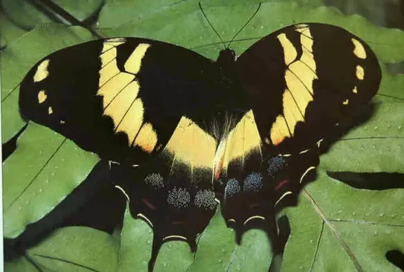 Borboleta Homerus Swallowtail 
