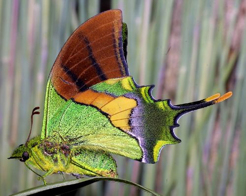 Borboleta Imperador da Índia