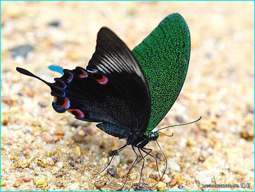 Borboleta  Luzon Peacock Swallowtail 