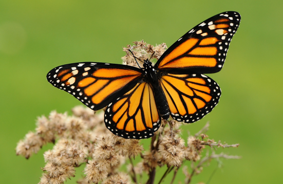 Borboleta Monarca