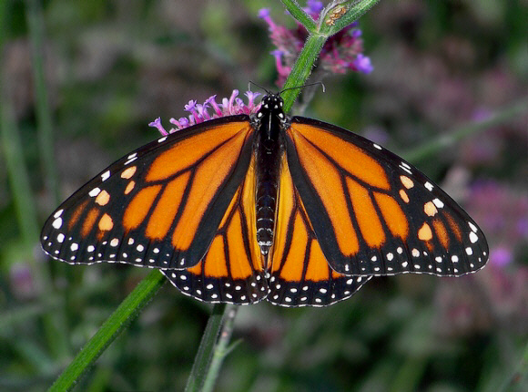 Borboleta Monarcan