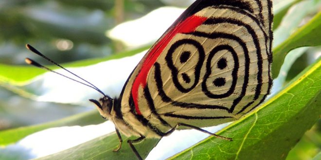 Borboleta Oitenta-e-Oito: Características, Nome Cientifico e Fotos ...