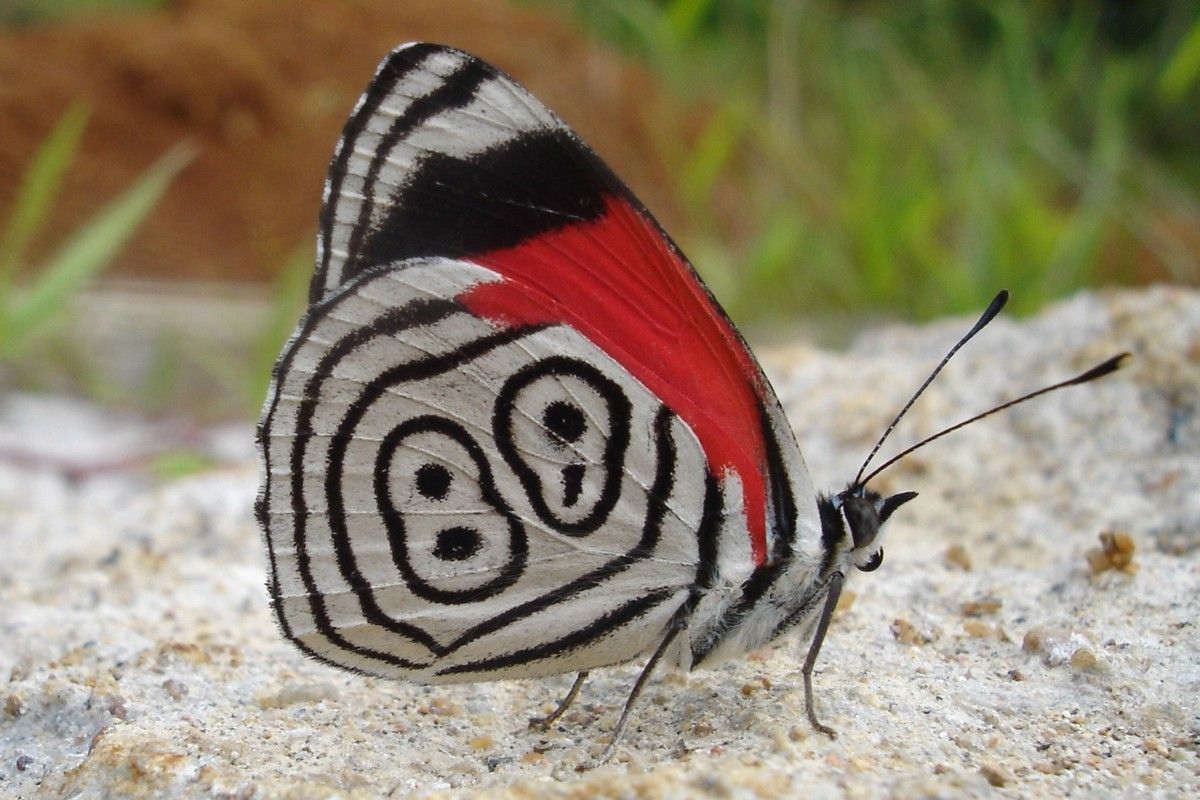 Borboleta Oitenta e Oito