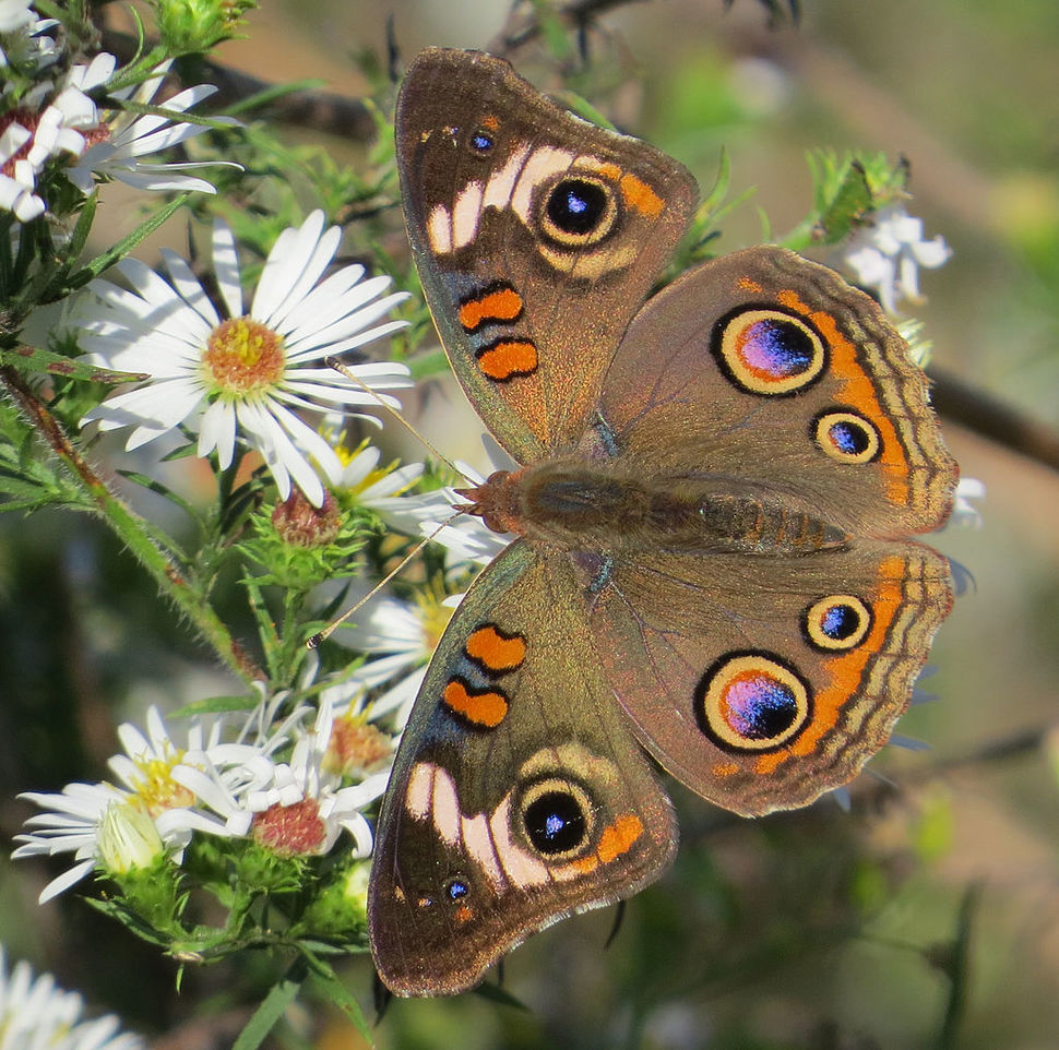 Borboleta Olho de Veado