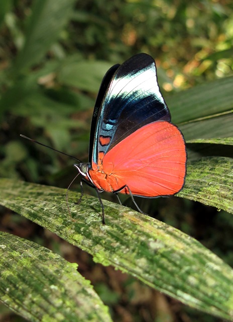 Borboleta Panacea Prola na Folha 