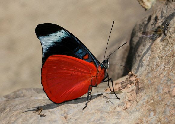 Borboleta Panacea Prola