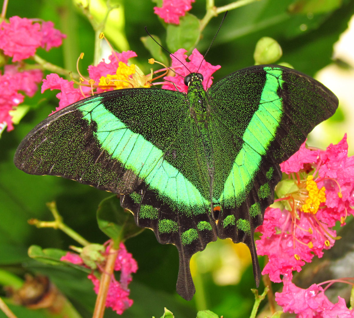 Borboleta Pavão Esmeralda Na Flor 