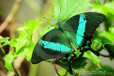 Borboleta Pavão Esmeralda 