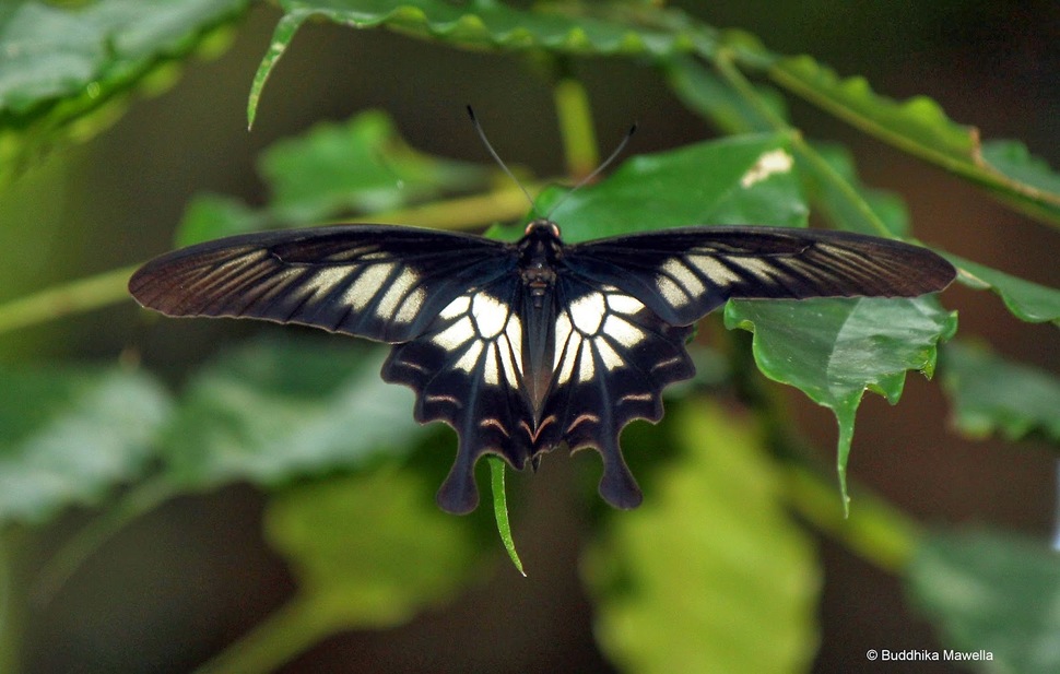 Borboleta Pavão Real de Luzon: Características, Habitat e Fotos