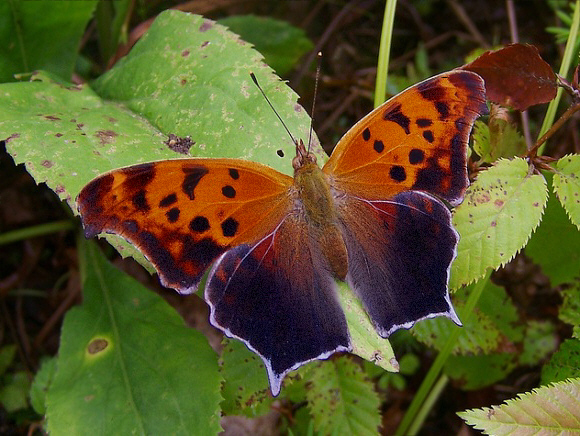 Borboleta Ponto de Interrogação: Características, Habitat e Fotos