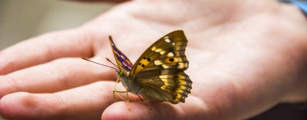 Borboleta Pousando em uma Pessoa 