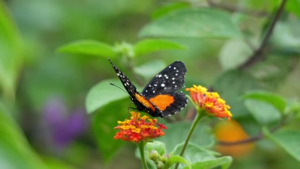 Borboleta Preta e Laranja na Flor 