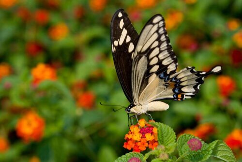 Borboleta Rabo de Andorinha 