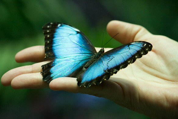 Borboleta Seda-Azul na Fase Final