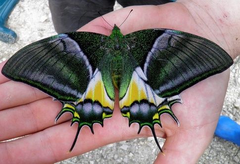 Borboleta- The Golden Kaiser-i-Hind