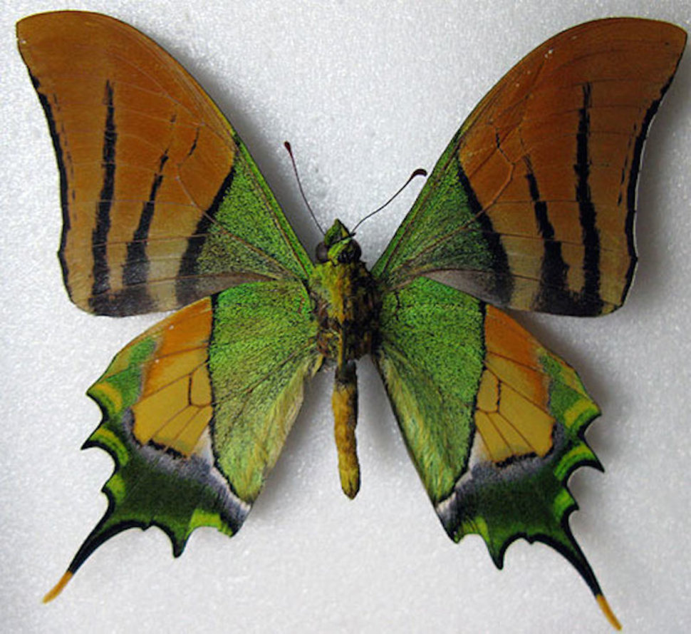 Borboleta Verde Nublada: Características, Habitat e Fotos
