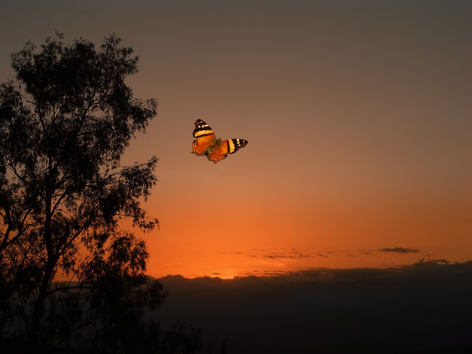 Borboleta Voando 