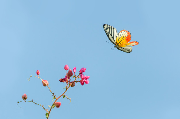 Borboleta Voando 