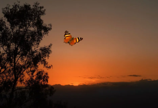 Borboleta Voando 