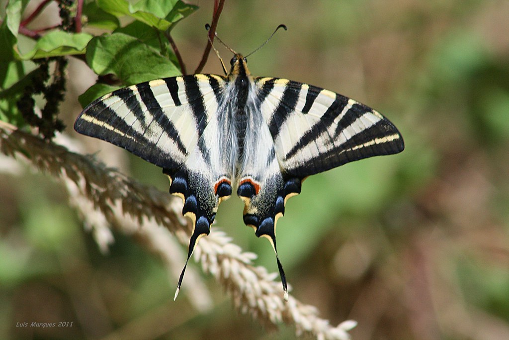 Borboleta Zebra