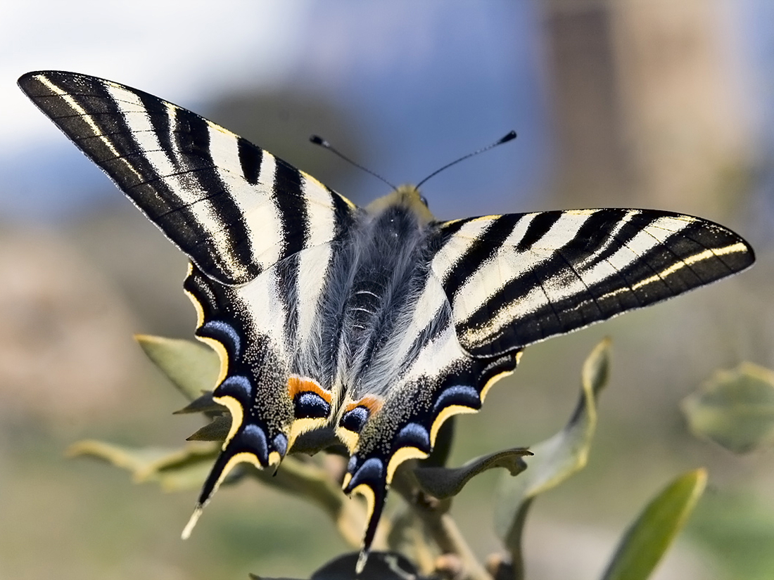 Borboleta-Zebra 